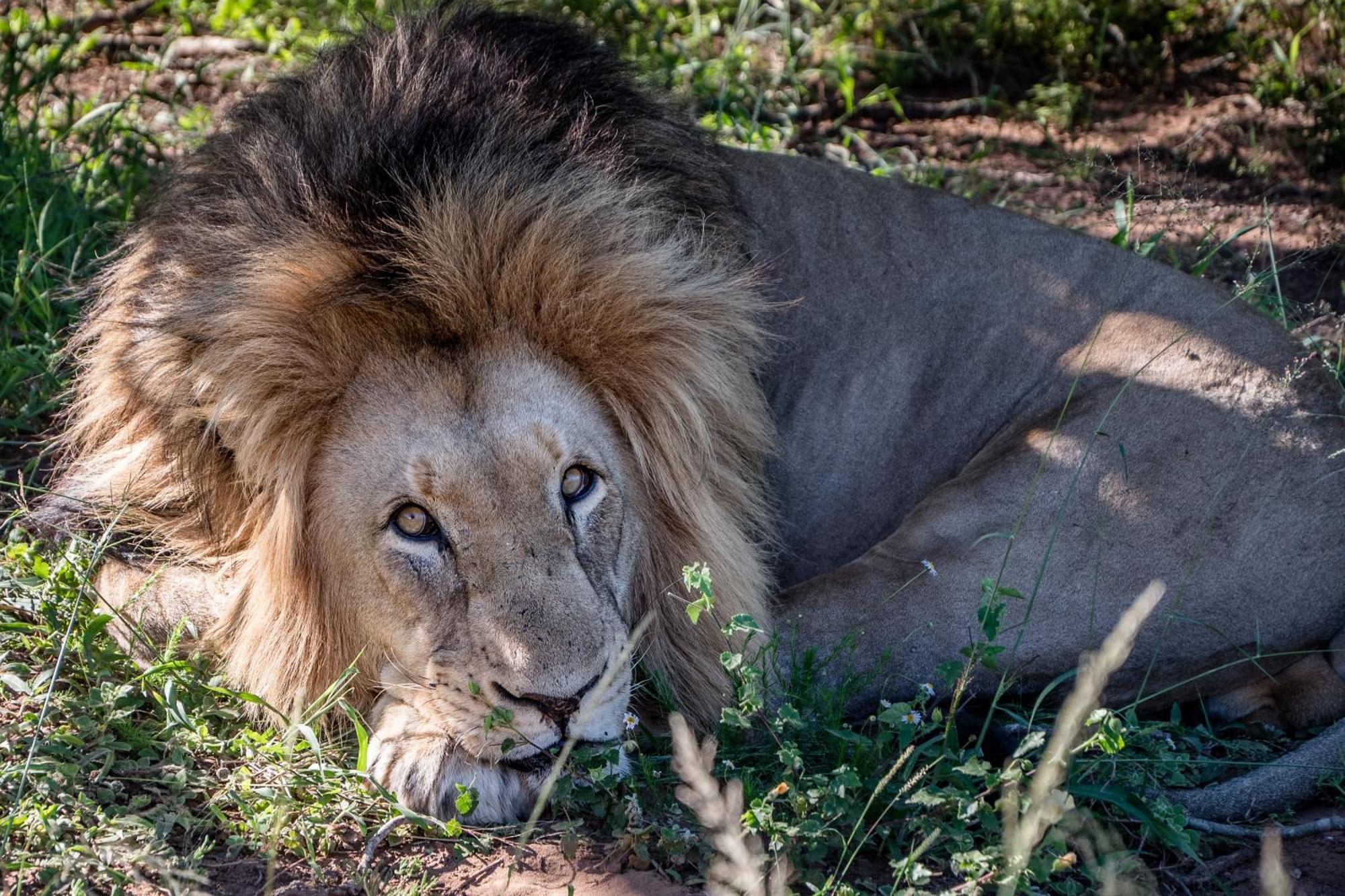 Hitgeheim Country Lodge Addo Esterno foto